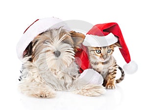 Christmas Bengal cat and Biewer-Yorkshire terrier puppy in red santa hat on white