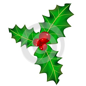 Christmas berry