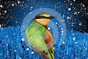 Christmas bird against the backdrop of winter landscape