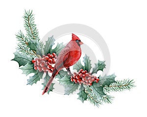 Christmas bird sitting on fir and holly branch with red berries watercolor illustration for winter holidays