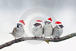Christmas birds with little red hats during a snowfall