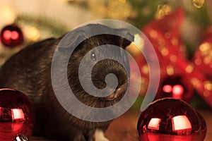 Christmas Black Guinea Pig in a Box