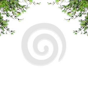 Christmas border with fir branches isolated on white background. Pine tree frame with blank space