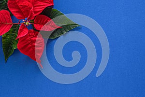 Christmas border with red poinsettia flowers in corner on blue background, copy space for text