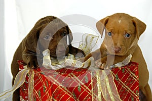 Christmas Box Pups photo