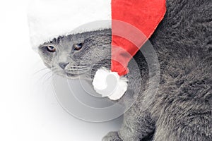 Christmas british cat in red santa hat