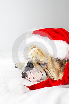 Christmas Bulldog in a hat