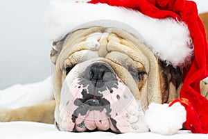 Christmas Bulldog in a hat