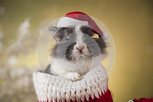 Christmas bunny, santa baby red hat