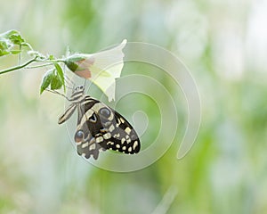 Christmas Butterfly, Papilio demodocus