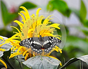 Christmas butterfly papilio demodocus on yellow flower