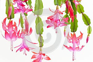 Christmas cactus