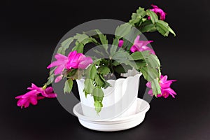 Christmas cactus