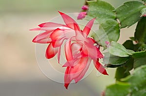 Christmas Cactus