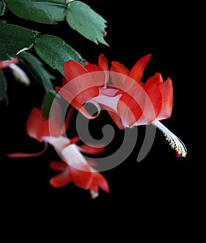 Christmas cactus