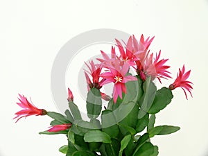 Christmas Cactus