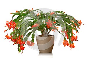 Christmas cactus