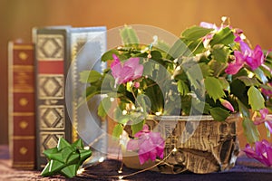 Christmas Cactus and Holiday plants