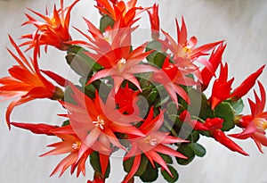 Christmas Cactus - Red