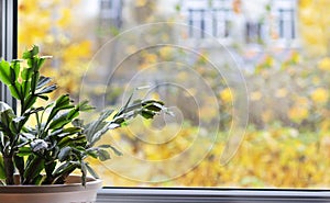 Christmas cactus Schlumberger, on the windowsill