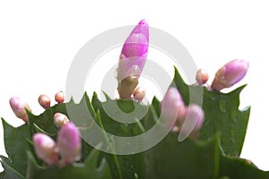 Christmas cactus, Schlumbergera.