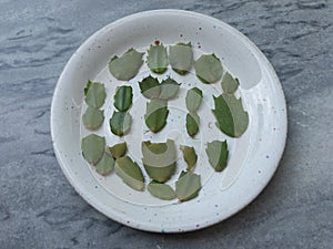 Christmas cactus Schlumbergera cuttings closeup view