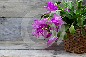 Christmas Cactus (schlumbergera) in pink on wooden background