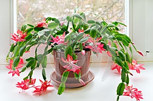 Christmas cactus (Schlumbergera)