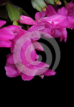 Christmas cactus (Schlumbergera truncata) with blossoms covered by water drops.