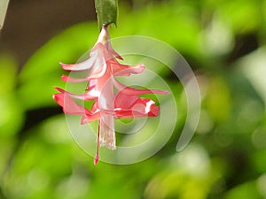 Christmas Cactus or Schlumbergera truncata flower in spring