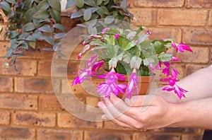 Christmas cactus - Shlumbergera in the hands