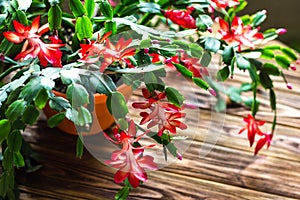 Christmas cactus Thanksgiving cactus crab holiday cactus Schlumbergera Truncata zygocactus delicate flower pot wooden background U