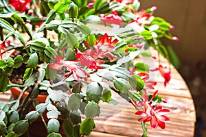 Christmas cactus Thanksgiving cactus crab holiday cactus Schlumbergera Truncata zygocactus delicate flower pot wooden background U