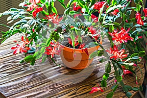 Christmas cactus Thanksgiving cactus crab holiday cactus Schlumbergera Truncata zygocactus delicate flower pot wooden background U