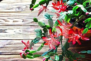 Christmas cactus Thanksgiving cactus crab holiday cactus Schlumbergera Truncata zygocactus delicate flower pot wooden background U