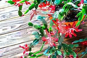 Christmas cactus Thanksgiving cactus crab holiday cactus Schlumbergera Truncata zygocactus delicate flower pot wooden background U