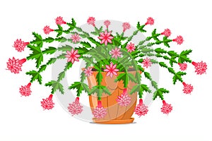 Christmas cactus vector