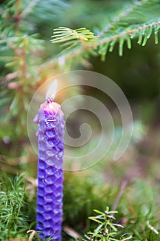 Christmas candle burning in the pine forest