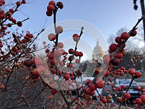 christmas on capitol hill festive