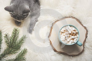 Christmas card. Cup of coffee, british cat. Rest at home. Top view. Copy space. Matte image.