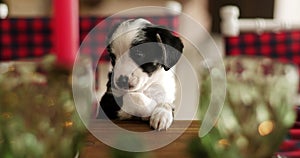 Christmas card with cute puppy on bokeh background