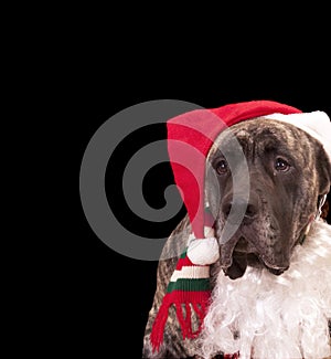 Christmas card dog