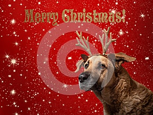 Christmas card with dog and red background photo