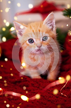 Christmas card ginger kitten with big eyes on festive background. Orange red Cat with christmas lights. Holidays and