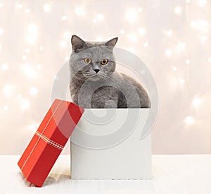 Christmas card with gray cute cats sitting in a gift box on bokeh lights background. British cat in a gift box