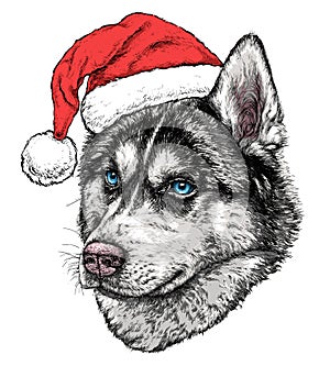 Christmas card with Husky portrait in red Santa`s hat. Vector illustration