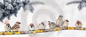 Christmas card with lots of cute little birds, the sparrows sitting in the winter garden under fir branch