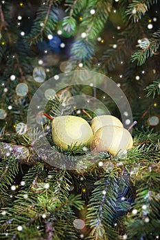 Christmas card: pears on a spruce branch.