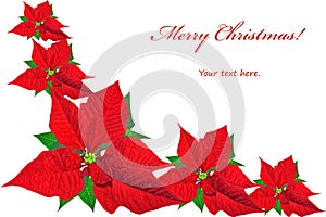 Christmas card with red poinsettias