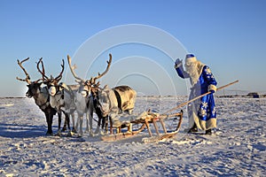 Christmas card. Santa Claus are near his reindeers in harness. Russian Santa Claus Grandfather Frost